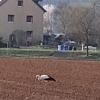 Storch an der Schleuse Steinbach, fotografiert am Sonntag.
