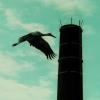 Ein Storch fliegt im August 2001 am mittlerweile abgebrochenen Schlot der Lohrer Brauerei vorbei ... Ein Storch fliegt im August 2001 am mittlerweile abgebrochenen Schlot der Lohrer Brauerei vorbei ...