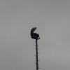 Am Dienstag, 18. März 2014, saß auf dem Flutlichtmast des alten Sportplatzes ein Storch. Er verweilte dort etwa eine halbe Stunde. Dann wurde es ihm womöglich unter den "Füßen" zu warm, weil das Flutlicht wegen des Fußball-Trainings eingeschaltet worden war. Am Dienstag, 18. März 2014, saß auf dem Flutlichtmast des alten Sportplatzes ein Storch. Er verweilte dort etwa eine halbe Stunde. Dann wurde es ihm womöglich unter den "Füßen" zu warm, weil das Flutlicht wegen des Fußball-Trainings eingeschaltet worden war.