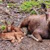 (ret)   Der Sommer steht vor der Tür und mit ihm begrüßt der Wildpark tierischen Nachwuchs: Die  Elchkuh hatte gleich doppeltes Glück, denn zwei bezaubernde Elchkälber erblickten Anfang Mai das Licht der Welt (im Bild). Sehenswert sind auch die verspielten Wildkatzenjungen, die ihr Gehege seit Neuestem unsicher machen. Der Wildpark lädt ein zu einem Besuch, dem direkten Kontakt mit Natur und Tieren, viel Bewegung und ein wenig Faulenzen im Wald, Spaß für Kinder auf den Abenteuerspielplätzen und viel frischer Luft. Der Wildpark Bad Mergentheim ist täglich geöffnet von 9 bis 18 Uhr, letzter Einlass: 16.30 Uhr. Mit den Tierpflegern unterwegs: Pünktlich um 9.45 und 13.30 Uhr beginnt der Rundgang, bei dem die Tiere – unter anderem Bären und ein Wolfsrudel – gefüttert werden und die Tierpfleger den Besuchern viel Wissenswertes vermitteln. Unter anderem können Besucher in die Großvoliere zu den Greifvögeln. Mehr Infos: www.wildtierpark.de