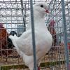 (rv)   Als alljährliches Erntedankfest der Geflügelzüchter bezeichnete der Vorsitzende des Geflügelzuchtvereins Grettstadt, Robert Endres, die im November und Dezember stattfindenden Geflügelschauen. Hier würden die Züchter für ihre Arbeit während des Jahres belohnt. In diesem Jahr hätten viele Züchter aber mit Widrigkeiten wie Brutausfällen, Marderschäden oder Wetterkapriolen fertig werden müssen. Die aktuell verhängte Stallpflicht trifft zwar auch die Geflügelfreunde, für die Lokalschau war sie jedoch kein Problem, weil nur örtliche Aussteller zugelassen waren. Insgesamt wurden 250 Tiere ausgestellt, davon 70 Tiere von Jungzüchtern. Bürgermeister Ewald Vögler lobte die Aktiven des Geflügelzuchtvereins, die mit ihrem Einsatz für Erfolge über die Gemeindegrenzen hinaus gesorgt hätten. Die Palette der ausgestellten Tiere reichte von Zwerg-, Lauf- und Warzenenten über Landgänse, riesige Brahmahühner, schwarze Australorps, die noch rote Kämme und Kehllappen haben, bis hin zu Cemani, die völlig schwarz sind. Bei Kindern fanden besonders die vielfarbigen Zwerg- und Seidenhühner Beifall. Bei den Tauben waren Kingtauben in Blau, Schwarz und Weiß, Schautauben, Modeneser, Glanztauben, Thüringer Schnippen und Kölner Tümmler mit dezenten Kopffärbungen, Kröpfer und Ägyptische Segler zu bewundern, wobei hier Natur und Züchter zusammenwirken, um diese beeindruckenden Farben zu erzielen. Besonders erfolgreiche Aussteller waren Gabriele und Robert Endres, Günter Geßner, Thomas Geyer, Petra Reinhart, die Züchtergemeinschaft Geyer, Harald, Marius und Silas Gräb, Timo Heinelt, Klaus Hohner, Selena Mc Nally, Edmund Müller, Helmut Rottenberger, Patrick, Anna-Ida und Stella Schmitt, Louis Schmitt, Alexander Seifert, Wolfgang Wenzel, Marin und Jack Wirsching sowie Norbert Zehnder. Die Besten erhielten Pokale und Ehrenwimpel.