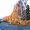 Im bunten Herbstkleid präsentieren sich derzeit die Birken am Lärmschutzwall zwischen der Staatsstraße nach Oellingen und der Hopferstadter Siedlung –es ist das letzte Mal. Im kommenden Winter sollen die 34 Bäume gefällt werden. So beschloss es eine Mehrheit des Bauausschusses aufgrund von Anliegerbeschwerden wegen Verunreinigungen und Gesundheitsgefahren. Im bunten Herbstkleid präsentieren sich derzeit die Birken am Lärmschutzwall zwischen der Staatsstraße nach Oellingen und der Hopferstadter Siedlung –es ist das letzte Mal. Im kommenden Winter sollen die 34 Bäume gefällt werden. So beschloss es eine Mehrheit des Bauausschusses aufgrund von Anliegerbeschwerden wegen Verunreinigungen und Gesundheitsgefahren.