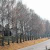 „Ein Baum zu Nutz und Freude“ sei die Birke, schreibt Wilhelm Busch in seinem Gedicht „Die Birke“. In Hopferstadt sehen das 23 Anwohner gar nicht so freundlich. Schmutz, Dreck und heftige Allergien schreiben sie den Bäumen zu. Jetzt werden sie nach und nach gefällt.