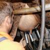 Die fleißigsten Kühe Unterfrankens leben in den Landkreisen Schweinfurt und Haßberge.