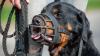 Seinen Rottweiler (hier ein Symbolbild) darf ein Mann aus dem Landkreis Würzburg nicht mehr halten. Dagegen klagte er beim Verwaltungsgericht.