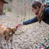 Luchs Rufus nimmt nach einigem Zögern das Fleisch aus der Hand. Luchs Rufus nimmt nach einigem Zögern das Fleisch aus der Hand.