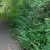 Das Treppengeländer am Friedhof in Ottendorf ist zum wiederholten Mal beschädigt worden. Bürgermeister Peter Kraus wird nun ein Angebot für ein „vernünftiges“ Geländer einholen.
