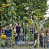 Wer hat die größte Sonnenblume im Garten? Diese Frage stellte der Obst- und Gartenbauverein Wülfershausen an die Kinder. Die ließen sich nicht lange bitten und brachten, unterstützt von ihren Eltern, Sonnenblumen zwischen 2,10 und 3,.90 Metern Höhe. 19 Sonnenblumen wurden im Hof der Schule akribisch vom OGV-Vorsitzenden Bruno Leber ausgemessen. Dazu gehörte nicht nur die Länge, sondern auch der Durchmesser des Blumentellers. Während die stattlichen Exemplare ausgemessen wurden, malten die Kinder Sonnenblumen. Dann durften als Dankeschön fürs Mitmachen die Kinder wählen zwischen einer Freikarte in die FrankenTherme oder einen Gutschein bei Mc Donalds.   Die Spannung stieg als, Leber die ersten drei Sieger bekannt gab: Daniel Straub hatte eine Sonnenblume mit 3,90 Metern Höhe und einem Blumenteller Durchmesser von 22 Zentimeter. Zweite wurde Neele Grund, deren Sonnblume 3,55 Meter lang war und auf dem dritten Platz landete Emilia Spall. Ihre Sonnenblume maß eine Höhe von 3,35 Metern. Beide Sonnenblumen hatten übrigens einen Blumentellerdurchmesser von 37 Zentimeter. Vorsitzender Leber dankte fürs Mitmachen und erinnerte daran, dass die Blütenteller im Winter für die Fütterung der Vögel verwendet werden können. Erfreulich sei, dass es doch so viele Sonnenblumen geworden sind, denn die mussten ja auch gepflegt werden. Foto: Hanns Friedrich