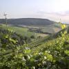 Ein Blick über die Weinberge vom Schlossberg bei Castell. Mehr als 4000 Internetbenutzer haben in einer Abstimmung diese Aussicht zum schönsten Ausblick auf die fränkischen Weinberge gewählt.