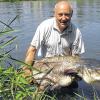 (stet)   Edi Michel hat einen riesigen Wels im Main geangelt. Der Raubfisch wurde im Main bei Lengfurt gefangen, hatte eine Länge von 170 Zentimetern und wog 35 Kilogramm. Der Wels ist um die zehn Jahre alt. Das Alter lässt sich im Rückenwirbel an den Wirbelringen genau feststellen. Das durchschnittliche Wachstum der Welse liegt im Main bei ungefähr sechs bis sieben Kilogramm pro Jahr. Welse haben einen günstigen Futterquotienten. Das heißt, wenn sie sechs Kilogramm Fische fressen, nehmen sie ein Kilogramm zu. Der Wels ist ein sehr schneller und effizienter Räuber und geht deshalb nur für kurze Zeit, alle vier bis fünf Tage, auf Raub. Dadurch verbraucht er wenig Energie und wächst sehr schnell.