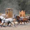 Bei der Bayerischen Meisterschaft der Pony-Vierspänner in Neubeuern sorgte die Würzburgerin Manuela Mitnacht vom Reit-und Fahrverein Kürnachtal für eine tolle Überraschung: Als erste Frau in Bayern stand die 26-Jährige auf dem Siegertreppchen ganz oben, nachdem sie sich mit ausgezeichneten Leistungen in den Disziplinen Dressur-, Hindernis- und Geländefahren mit ihren überwiegend selbstgezogenen Ponys gegen die erfahrene männliche Konkurrenz behauptet hatte. Für Manuela selbst war es erst das zweite Turnier auf dem Bock eines Vierspänners, ihre bisherigen Erfolge bis zur Bundesebene hatte sie mit zwei „Ponystärken“ erzielt.  Foto: RuFV Kürnachtal