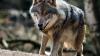 Jetzt ist er wieder da. Bis zu seiner vorläufigen Ausrottung vor fast 200 Jahren war der Wolf (hier ein Foto aus Brandenburg) lange Zeit in den Haßbergen, in der Rhön und im Grabfeld beheimatet.