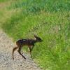 Zwei Hunde haben am Samstagmorgen auf einem Feld an der Hessenstraße in Versbach ein Kitz angefallen. Das Tier wurde dabei so schwer verletzt, dass es von der Polizei erlöst werden musste. Foto: Werner Lambach
