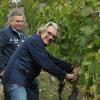 Stachel-Wirt Rolf Schulz (vorne) mit Hofkeller-Direktor Thilo Heuft bei der Lese am Stein.  Foto: Herbert Kriener