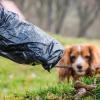 War es die Rache für einen Angriff mit dem Hundekotbeutel?
