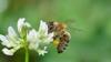 Klee bietet eine prächtige Bienenweide. 