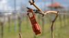Mit dem aushängen der RAK-Ampullen erspart sich der Winzer bis zu drei chemische Behandlungen der Weinreben, fördert das Bodenleben und stört Nützlinge, wie Schmetterlinge und Bienen, nicht in ihrer aktiven Phase.