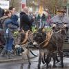 Auch Esel eignen sich als Zugtiere, zeigte sich am Sonntag beim Pferdemarkt in Bad Mergentheim.
