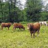 Im Aubachtal zwischen Partenstein und Krommenthal stehen seit gut drei Wochen Rinder auf den Wiesen. Der Naturpark Spessart testet, ob die Beweidung zur Erreichung der naturschutzfachlichen Ziele beitragen kann.