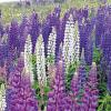 Bunt und umstritten: Lupinen sind im Naturschutzgebiet unerwünscht, werden aber an Fronleichnam gern genutzt.