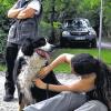 Von Zecken übersät: Findelhund Tobi wird von Alexandra Paul von den lästigen Blutsaugern befreit.