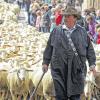 (lsw)   Es war ein Blöken und Mähen: Stadtschäfer Gerhard Stotz führt seine Herde am Sonntag durch Münsingen (Kreis Reutlingen) zur Weide. Quer durch die Stadt wurden sie auf ihre Sommerweiden im Biosphärengebiet Schwäbische Alb getrieben. 25 000 bis 30 000 Schafe weiden dort auf dem geschützten Gelände des früheren Truppenübungsplatzes rund um den Ort Gruorn (Kreis Reutlingen). Seit vergangenem Jahr veranstaltet Münsingen rund um den Schafauftrieb ein Volksfest.