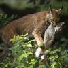 Diese beeindruckende Aufnahme einer Luchsin mit ihrem Jungen gelang dem renommierten Naturfotografen Berndt Fischer im Wildpark Schloss Tambach bei Coburg. Am Mittwoch, 13. März, präsentiert er in Gerolzhofen auf Einladung des Nationalparkvereins seine Multivisionsshow  "Spurensuche auf dem Grünen Dach Europas".