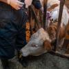 Vor allem Rinder, Schafe und Ziegen sind von der Blauzungenkrankheit betroffen. In Baden-Württemberg werden Tiere im großen Stil geimpft. Der Sperrbezirk reicht bis weit nach Bayern.