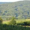 Christbaumkulturen, Feldwirtschaft und Hochwald prägen das Landschaftsbild des Christbaumdorfs Mittelsinn im Landkreis Main-Spessart.