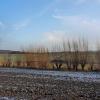 Fünf Tage Dauerfrost gab es im Januar. Für die Landwirte zu wenig. Pflanzen, die nicht abgefroren sind, müssen sie nun in den Boden einarbeiten.