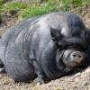 Ein Hängebauchschwein in der Sonne (Symbolbild)