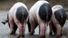 3450 Unterschriften haben Tierrechtler für zwei schwäbisch-hällische Schweine im Wildpark gesammelt, um sie vor der Schlachtbank zu retten. Unser Foto zeigt Artgenossen aus dem Berliner Tierpark.