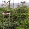 Bei einer Stichprobe im Jahr 2017 konnte der BUND Naturschutz Pestizide bei einem Baum aus dem Landkreis Main-Spessart nachweisen. Der Betrieb wurde nun durchsucht. Symbolfoto: Karl-Josef Hildenbrand, dpa
