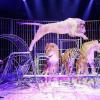 Bei den Vorstellungen des Circus Probst in Mellrichstadt zeigt Tom Dieck Jr. seine Show mit weißen Löwen, Tigern und Ligern.