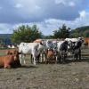 Gruppenbild mit Bulle (vorn links): Die Bio-Rinder-Großfamilie auf der Weide von Reinhold Bauer in Bad Bocklet. Fotos: Isolde Krapf