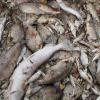 Hunderte von toten Fischen stinken in einem Container am Messelausee bei Knetzgau zum Himmel. Der finanzielle Schaden lässt sich noch nicht beziffern.