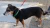 (scs)   Sweety ist eine zehn Jahre junge Dackelmischlingshündin. Sie ist sehr anhänglich und verschmust und möchte nicht alleine sein. Das Tierheim Kitzingen wünscht sich für sie ein ruhiges, ebenerdiges Zuhause mit Garten. Sie ist stubenrein und autofest. Sweety verträgt sich mit Kindern ab zwölf Jahren. Alle, die Sweety Gesellschaft leisten möchten, können das Tierheim telefonisch unter ? (0 93 21) 50 63 und unter www.tierheim-kitzingen.de erreichen.