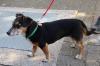 (scs)   Sweety ist eine zehn Jahre junge Dackelmischlingshündin. Sie ist sehr anhänglich und verschmust und möchte nicht alleine sein. Das Tierheim Kitzingen wünscht sich für sie ein ruhiges, ebenerdiges Zuhause mit Garten. Sie ist stubenrein und autofest. Sweety verträgt sich mit Kindern ab zwölf Jahren. Alle, die Sweety Gesellschaft leisten möchten, können das Tierheim telefonisch unter ? (0 93 21) 50 63 und unter www.tierheim-kitzingen.de erreichen.