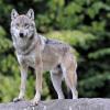 Ein Grauwolf - wie er zu Tausenden in Russland lebt. Archiv-