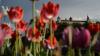Zahlreiche Tulpen blühen am Montag (30.04.18) am Kranenkai in Würzburg.