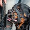 Ein solcher Rottweiler hat am Wochenende in München fünf Menschen verletzt. Die Polizei erschoss ihn.