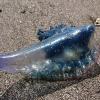 Eine Qualle der giftigen Gattung Portugiesische Galeere (Archivbild) wurde an einem Strand in Mallorca entdeckt. An der spanischen Festlandküste wurden Strände wegen Quallenalarms gesperrt.