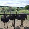 Bei der „Tierischen Tour” im Rahmen des Wanderspaßes rund um Hambach am 10. Juni werden auch die Blauhalsstrauße der Familie Faulstich in Holzhausen besucht.