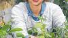 Mehr als Blumen: Im Café Cairo ernteten die Stadtindianer in diesem Jahr Tomaten.THERESA MÜLLER