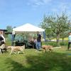 Mit 14 Hunden stellte die Rasse „Golden Retriever” die stärkste Gruppe bei der Hundeausstellung in Adelsberg.