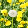 Die erste Pusteblume, der Fruchtstand des Löwenzahns, ist auch schon da.