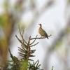 Die Population in der Rhön hat sich laut der Wildland-Stiftung Bayern stabilisiert – mit leichter Tendenz nach oben. Im Bild: Ein Birkhuhn (weiblich) bei der Frühjahrszählung in der Langen Rhön.