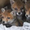 Circa vier Wochen alt sind die vier Fuchswelpen, die derzeit in der Wildvogelstation Rhön-Saale in Roth bei Steinach aufgepäppelt werden.