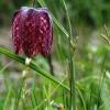 In Obersinn zu erleben: Die Schachblume blüht millionenfach.