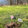 Hundehaufen mit Fähnchen auf der Wiese am Karlstadter Mainufer.